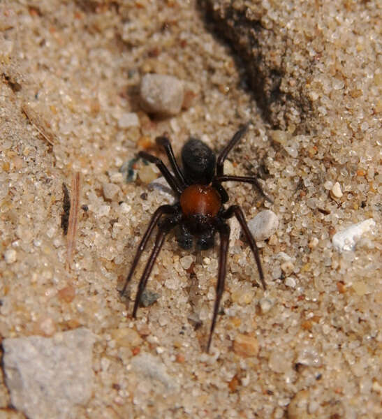 Image of ground spiders