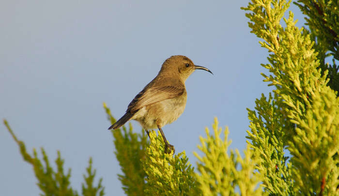 Image of Palestine Sunbird