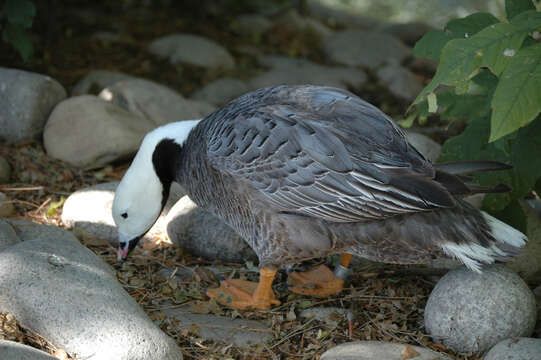 Image of Emperor Goose