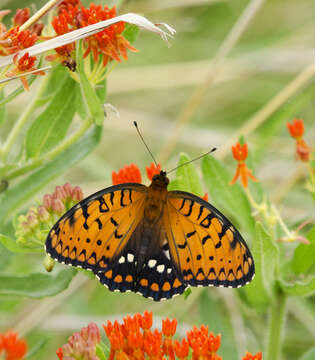 Image of Regal Fritillary