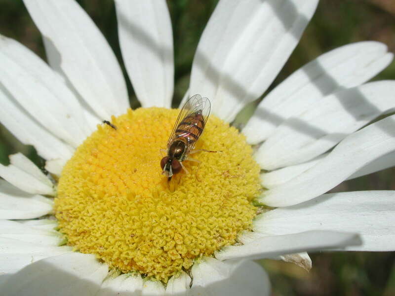 Image of Syrphidae