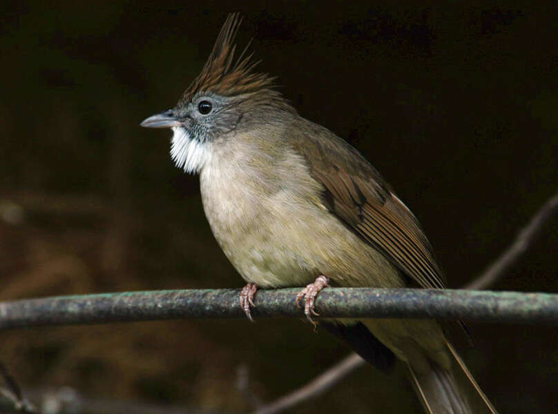 Image of puff-throated bulbul