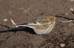 Carduelis flavirostris的圖片