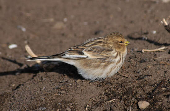 Imagem de Carduelis flavirostris