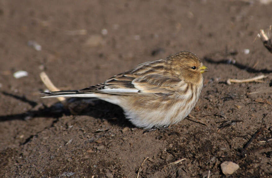 Carduelis flavirostris的圖片