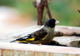 Image of Carduelis ambigua