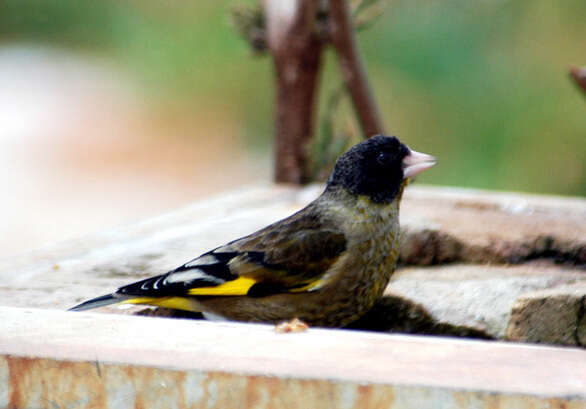 Image of Carduelis ambigua