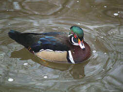 Image of Wood Duck