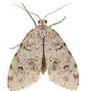 Image of Little White Lichen Moth