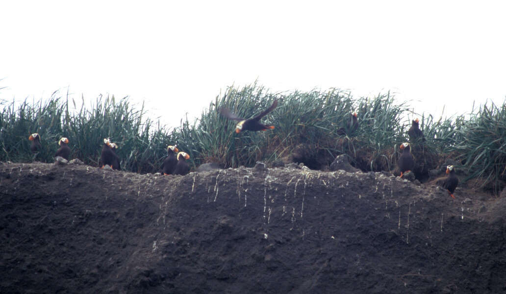 Image of Tufted Puffin