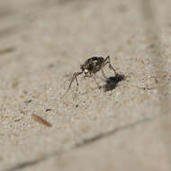 Image of Bronzed Tiger Beetle