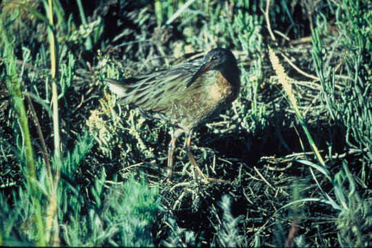 Image of Mangrove Rail