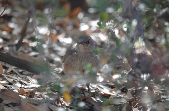 Image of Curve-billed Thrasher