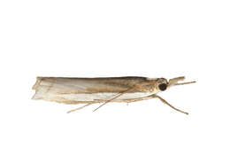 Crambus leachellus Zincken 1818 resmi