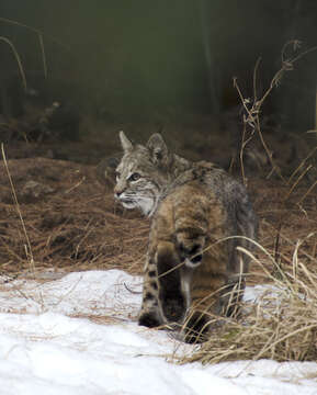 Image of bay lynx