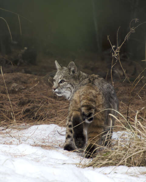 Image of bay lynx