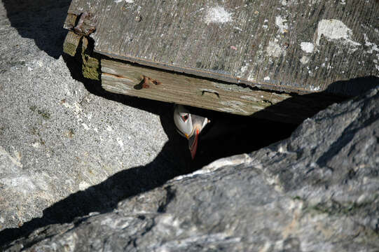 Image of Atlantic Puffin