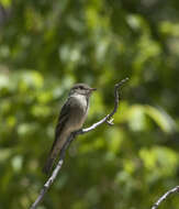 Image of Western Wood Pewee