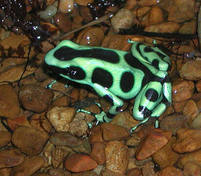 Plancia ëd Dendrobates auratus (Girard 1855)