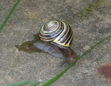 Image of Banded snails