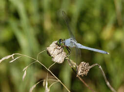 Image de Erythemis Hagen 1861