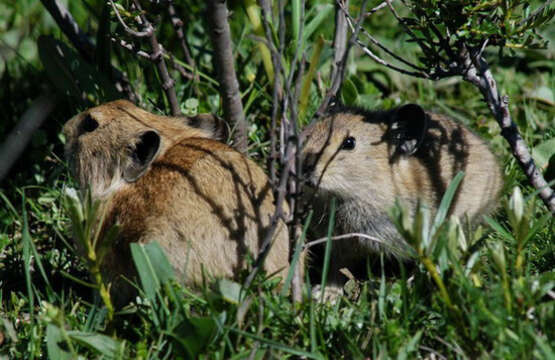 Image of Black-lipped Pika