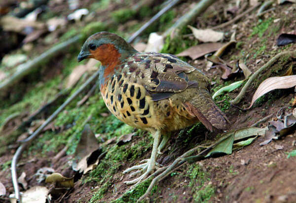 Image of Bamboo-partridges