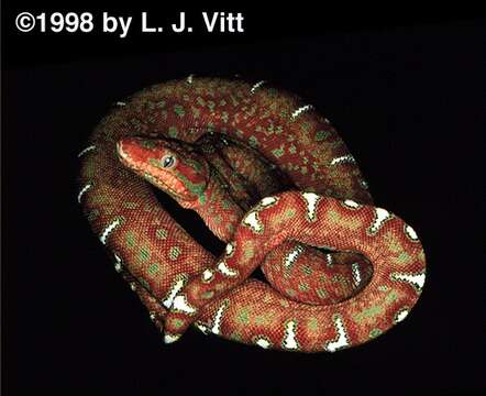 Image of Corallus Daudin 1803