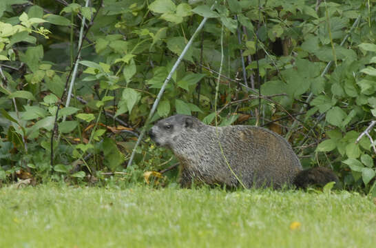 Image of Woodchuck (Gopher)