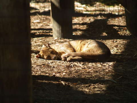 Image of fossa