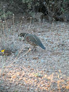 Image of Gambel's Quail