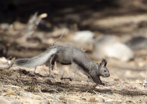 Sivun Sciurus subgen. Otosciurus Nelson 1899 kuva