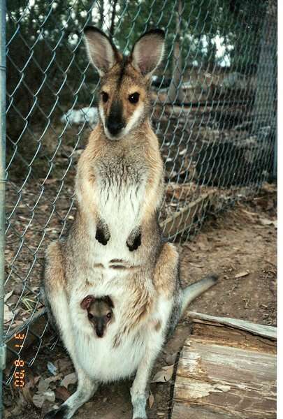 Plancia ëd Macropus rufogriseus (Desmarest 1817)