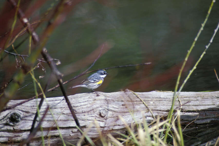 Image of Dendroica coronata