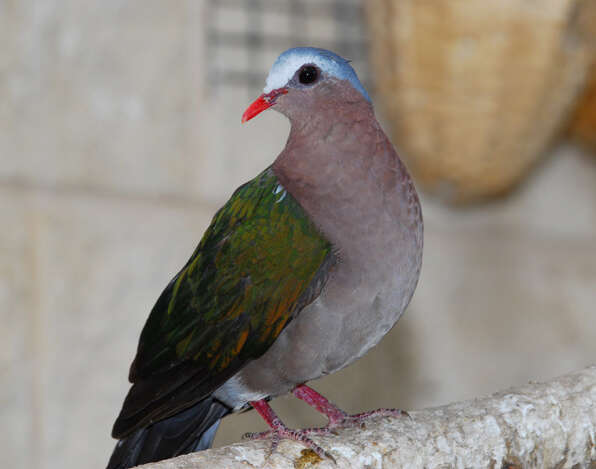 Image of Emerald Dove