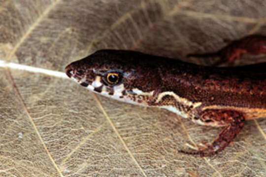 Image of Ocellated tegus