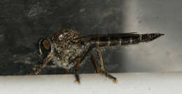 Image of Asilidae