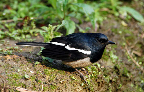 Image of Oriental Magpie Robin