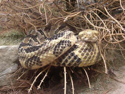 Imagem de Crotalus horridus Linnaeus 1758