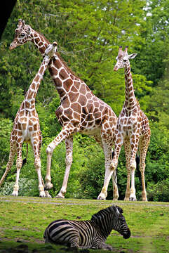 Image of Giraffes