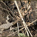 Image of Texas Spiny Lizard