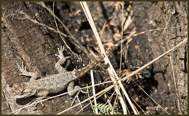 Afbeelding van Texas spiny lizard