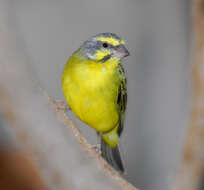 Image de Serinus mozambicus