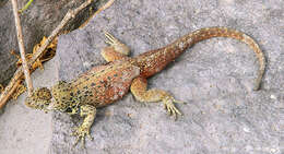 Image of lava lizard