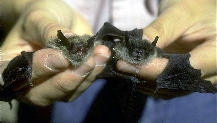 Image of little brown bat