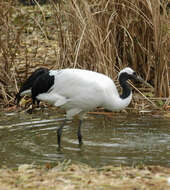 Image of Japanese Crane