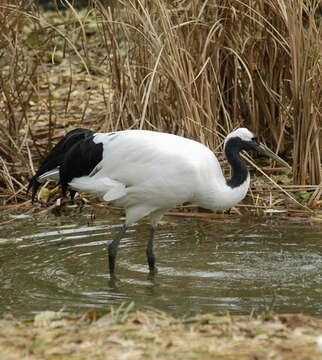 Image of Japanese Crane