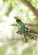 Слика од Trogon elegans Gould 1834