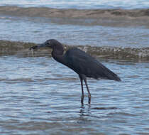 Слика од Egretta caerulea (Linnaeus 1758)