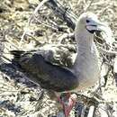 Image of Red-footed Booby